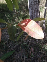 Canarium australianum