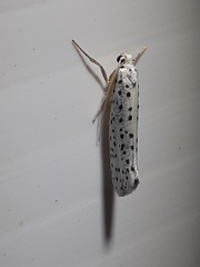 Yponomeuta multipunctella