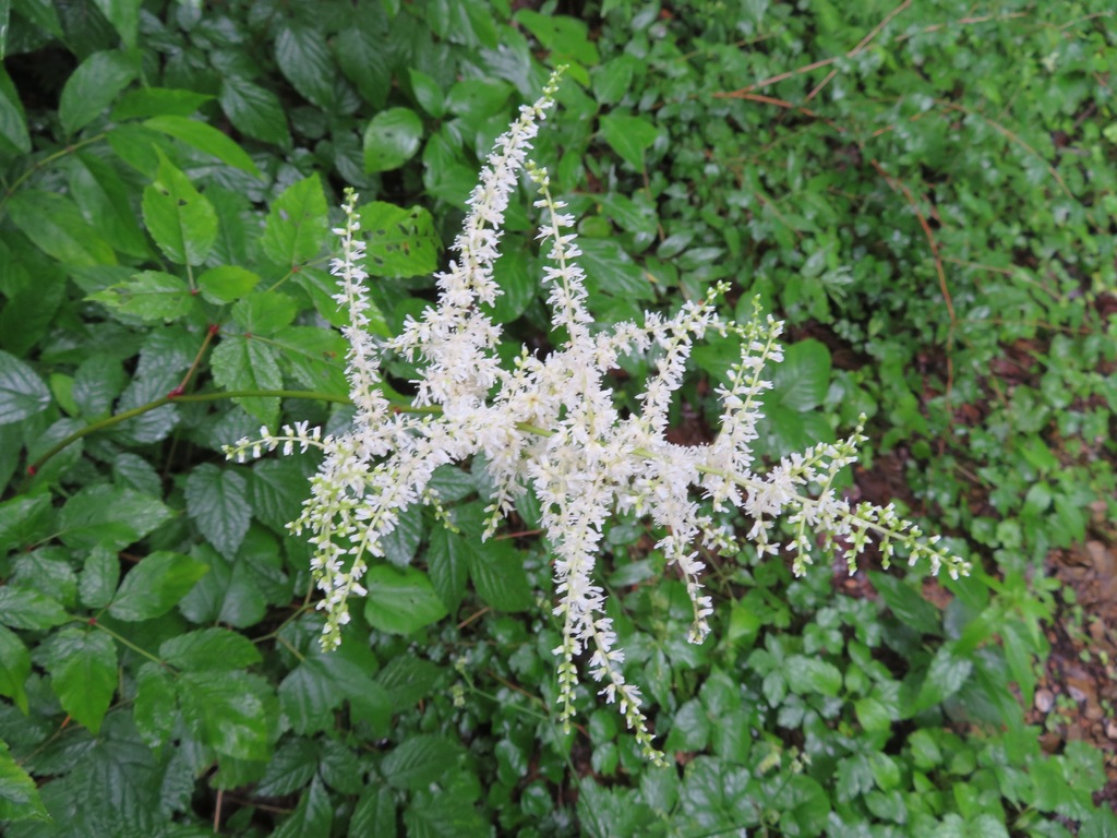 Astilbe thunbergii; photograph (c) Marco Mussita, some rights reserved (CC BY)