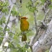 Inti Tanager - Photo (c) abcdefgewing, some rights reserved (CC BY-NC), uploaded by abcdefgewing
