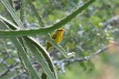 Inti Tanager photo 2