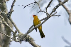 Inti Tanager photo 3