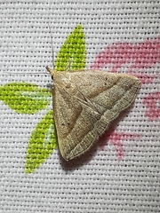 Macrochilo absorptalis