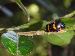Cosmoscarta abdominalis