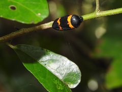 Cosmoscarta abdominalis