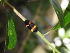 Cosmoscarta abdominalis