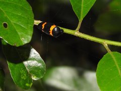 Cosmoscarta abdominalis