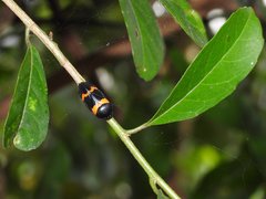 Cosmoscarta abdominalis