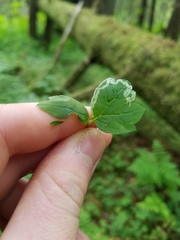 Phytomyza tiarellae
