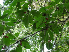 Prunus avium