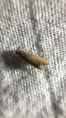 Dichrorampha bittana