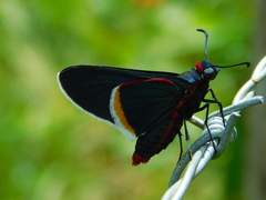 Image of Mysoria barcastus