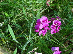 Lathyrus latifolius