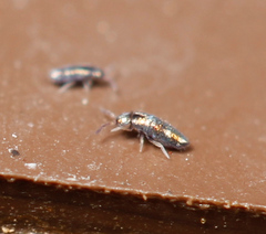Lepidocyrtus fimicolus