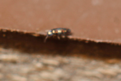 Lepidocyrtus fimicolus