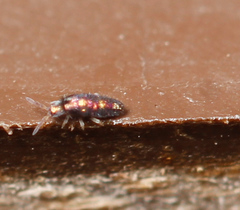 Lepidocyrtus fimicolus