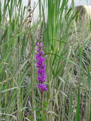 Lythrum salicaria