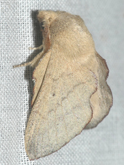 Phyllodesma suberifolia