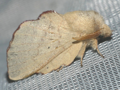 Phyllodesma suberifolia