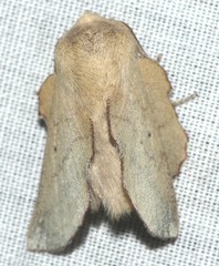 Phyllodesma suberifolia