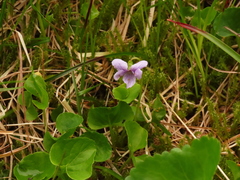 Viola epipsiloides
