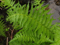 Oreopteris quelpartensis