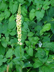 Verbascum nigrum