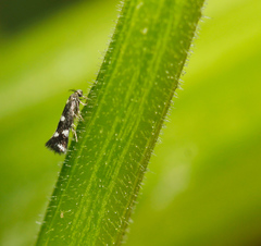 Elachista illectella