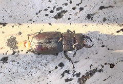 Lucanus tetraodon