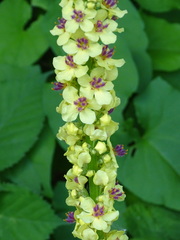 Verbascum nigrum
