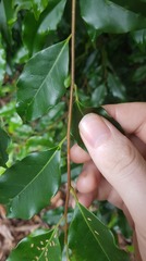 Elaeocarpus elliffii