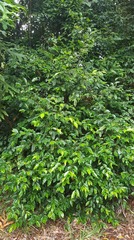 Elaeocarpus elliffii