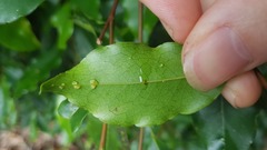 Elaeocarpus elliffii