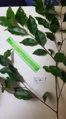 Elaeocarpus elliffii