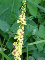 Verbascum nigrum