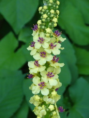 Verbascum nigrum