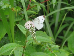 Pieris nesis
