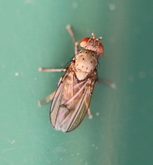 Notiphila