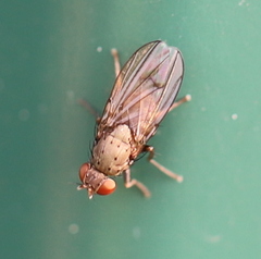 Notiphila