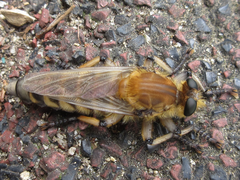 Promachus yesonicus
