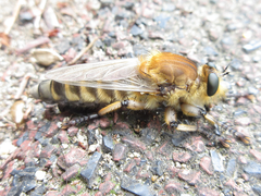 Promachus yesonicus