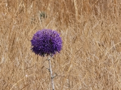 Echinops adenocaulos