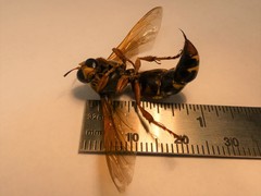 Sphecius