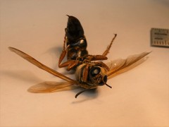 Sphecius