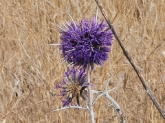 Echinops adenocaulos