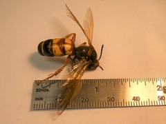 Sphecius
