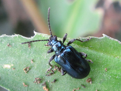 Lema concinnipennis