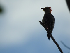Melanerpes pygmaeus
