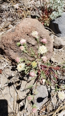 Chaenactis douglasii douglasii