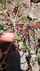 Chaenactis douglasii douglasii
